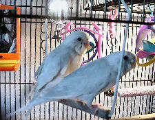 Casper and Snowflake