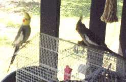 Cinni and Cody