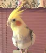 Fred