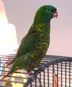 Lora
