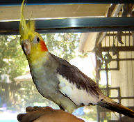 Nicodemus