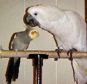 Otis and Dude