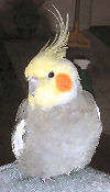 Petey McNugget