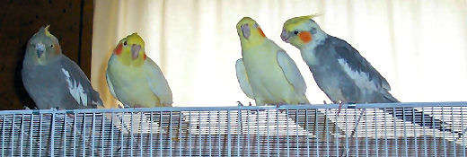 Tiels