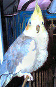 Rosie Bird