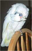 Tiki