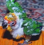 Baby Sun Conure