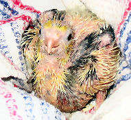 Baby Birdy