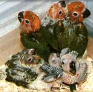Baby Sun Conures