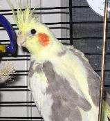 Birdy