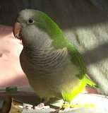 Bogey