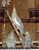 Buffy, Bert and Chico