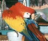 Cayenne