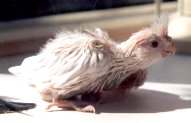 Newborn ET