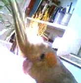 Oliver