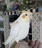 Pierre