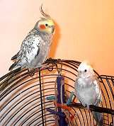 Pretty Bird and Jinx