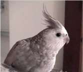Puddie