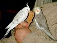 Ruka Moja and Kuri