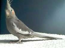 Tinker