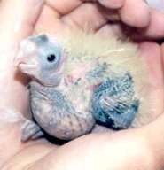 Newborn Toko