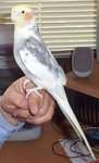 Yoshie Bird