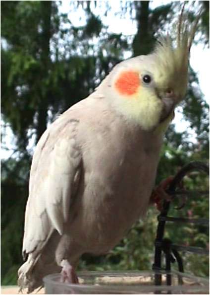 Birdie