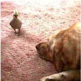 Birdie and Sandy