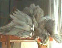 Bird Bath Time