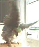 Bird Bath Time