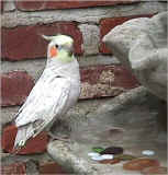 Handsome Bird!